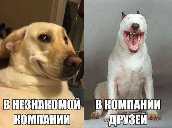 Картинки со смешными надписями