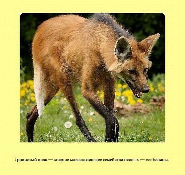 Факты обо всем на свете