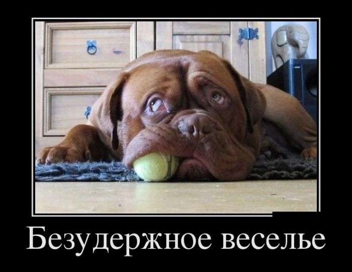Демотиваторы