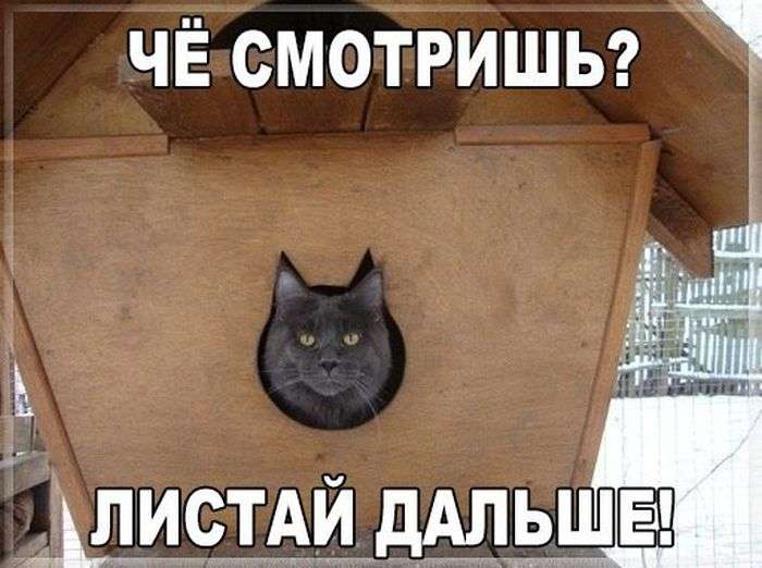 Юмористичная подборка фотографий