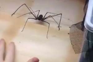 Игра с паучком