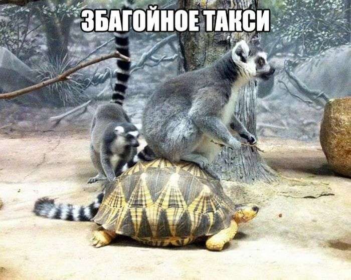 Отличный юмор в фотографиях
