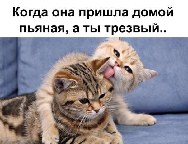 Картинки со смешными надписями