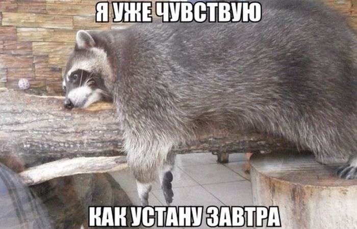 Забавные картинки