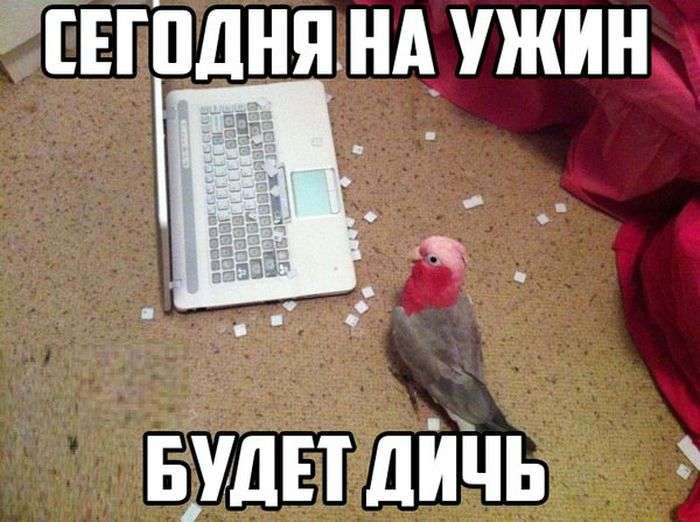 Отличный юмор в фотографиях