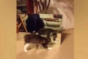 Котенок и зеркало