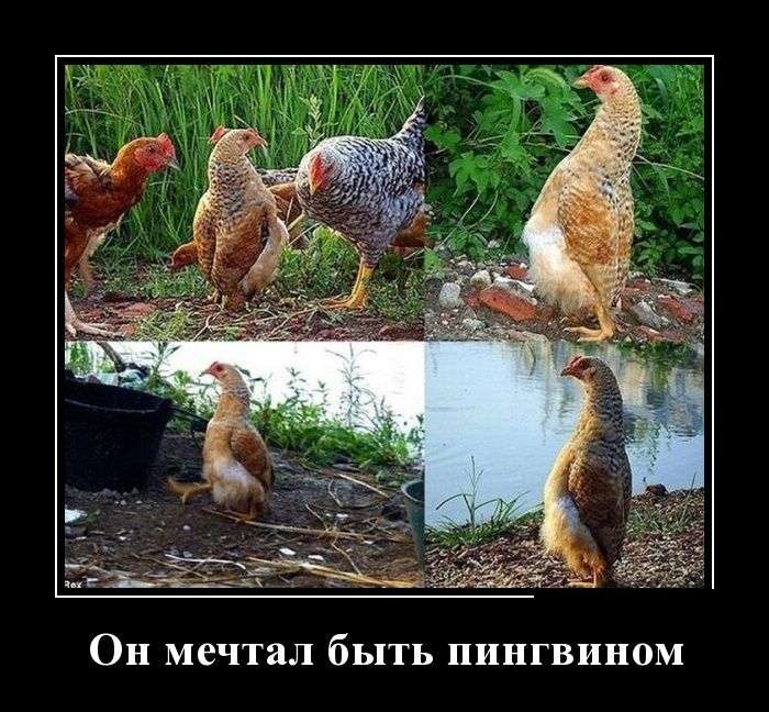 Демотиваторы