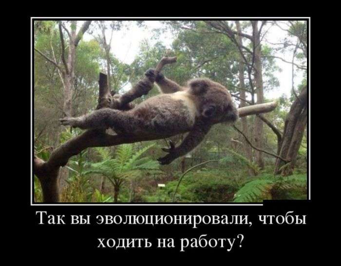 Демотиваторы