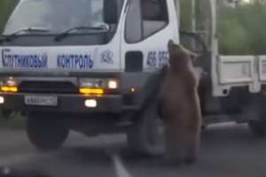 Медведь пристает к проезжим авто