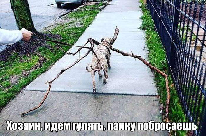 Прикольные картинки на злобу дня