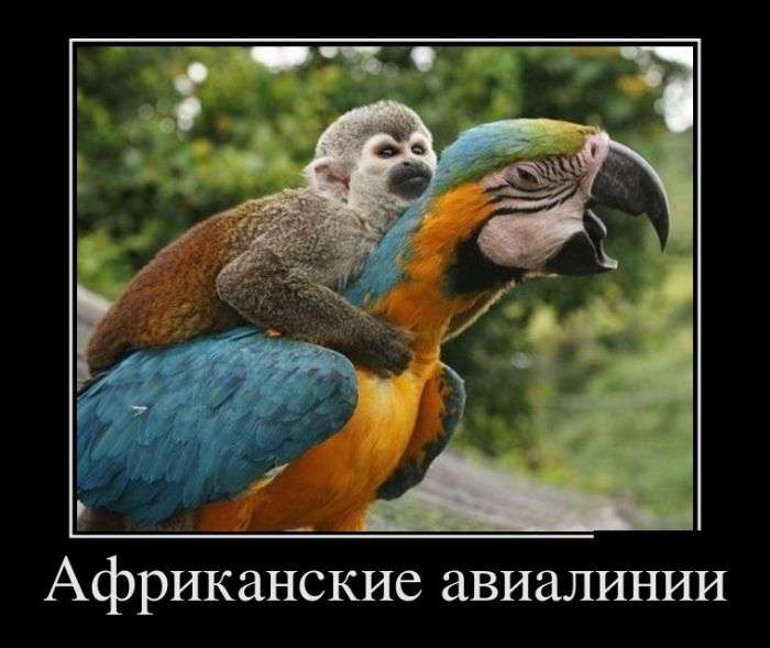 Демотивируемся!