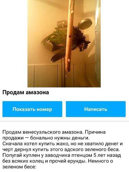 Смешное объявление о продаже попугая