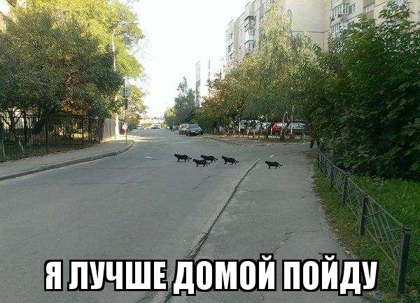 Картинки с забавными надписями