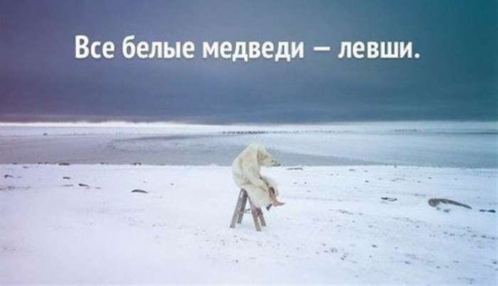 Любопытные факты о медведях