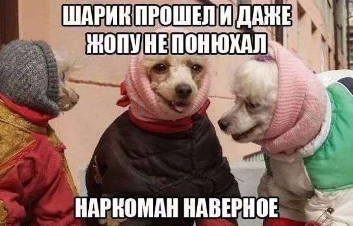Юмор в каждой фотографии