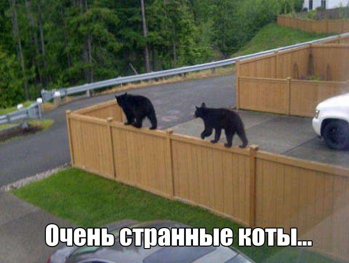 Фото приколы