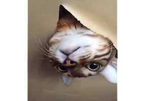 Кот испортил всю комнату