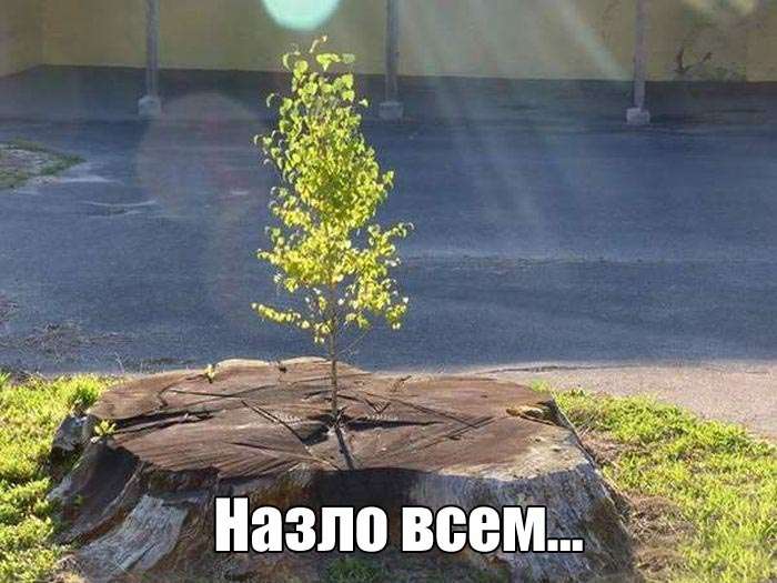 Забавные фото приколы