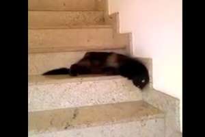Очень ленивый кот