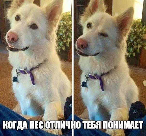 Смешные картинки с надписями