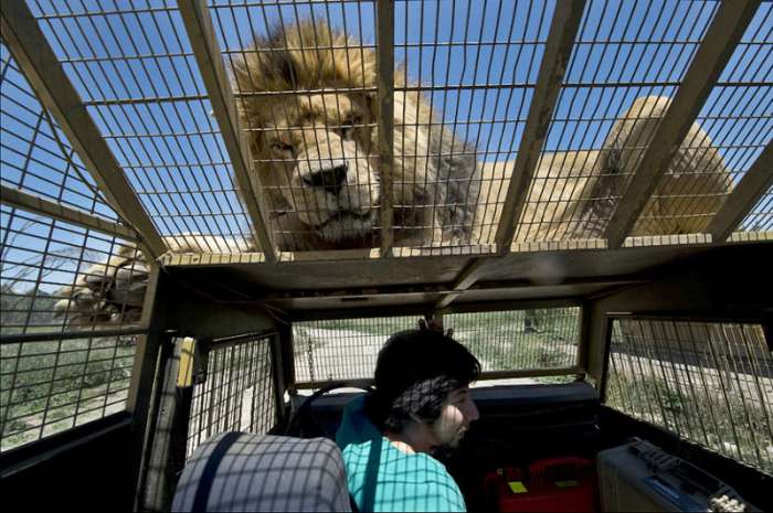 Экстремальный зоопарк Safari Lion Zoo