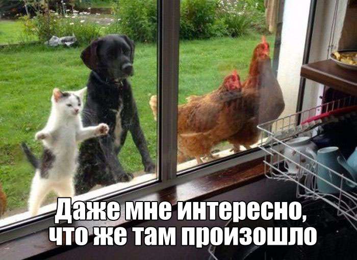 Забавные фото приколы