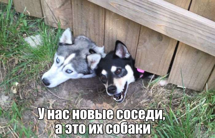 Фотографии с юмором и приколами