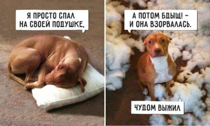 Свежие фото с приколами