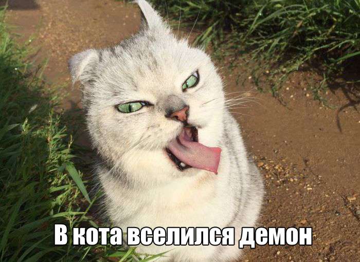 Фото с юмором