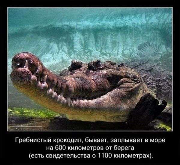 Интересные факты о крокодилах