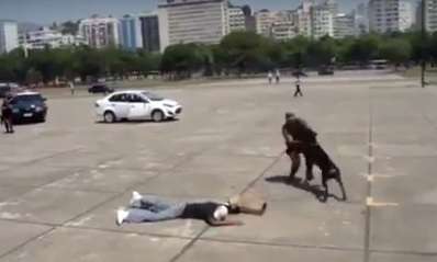 Собаку отвлекли от дела