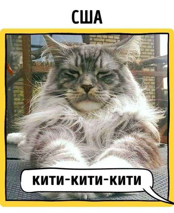 Как зовут кошек жители разных стран
