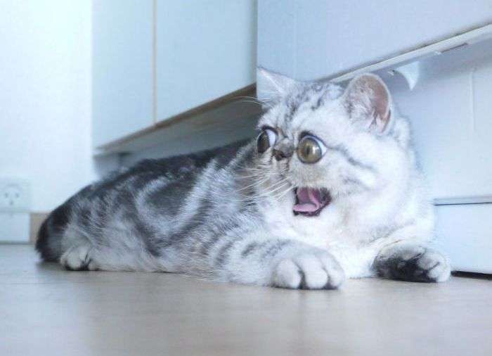 Удивленный кот Герман