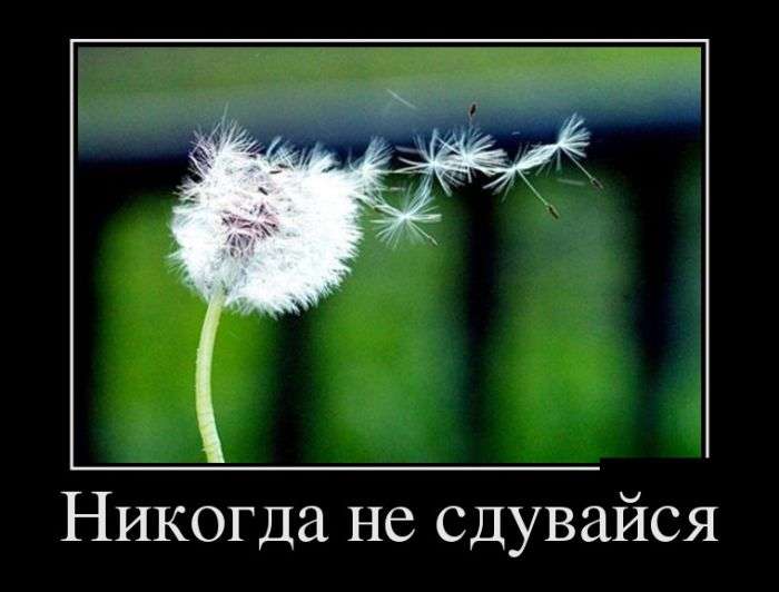 Демотиваторы