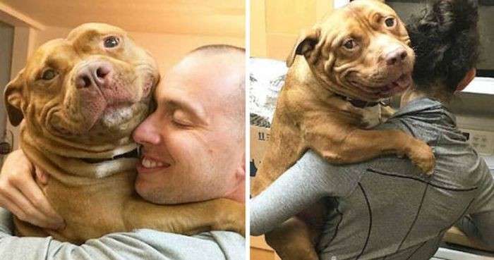 Питбуль, который всегда улыбается