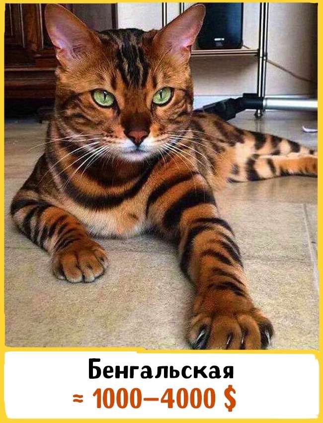 Шикарные кошки, стоимостью в целое состояние