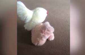 Думали, что купили попугая