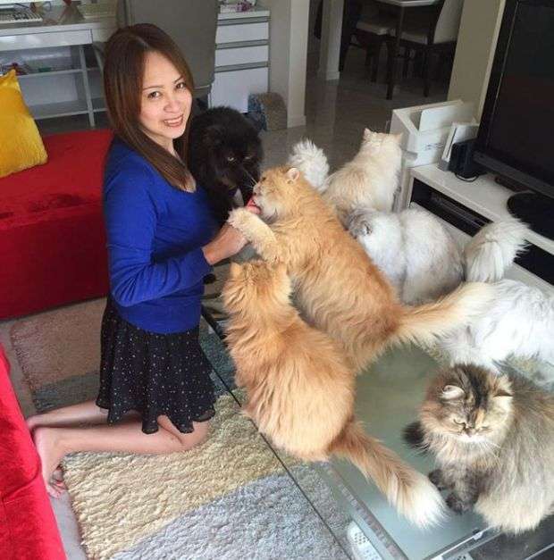 Кошачья мама