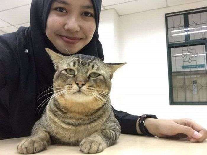 Кот-студент