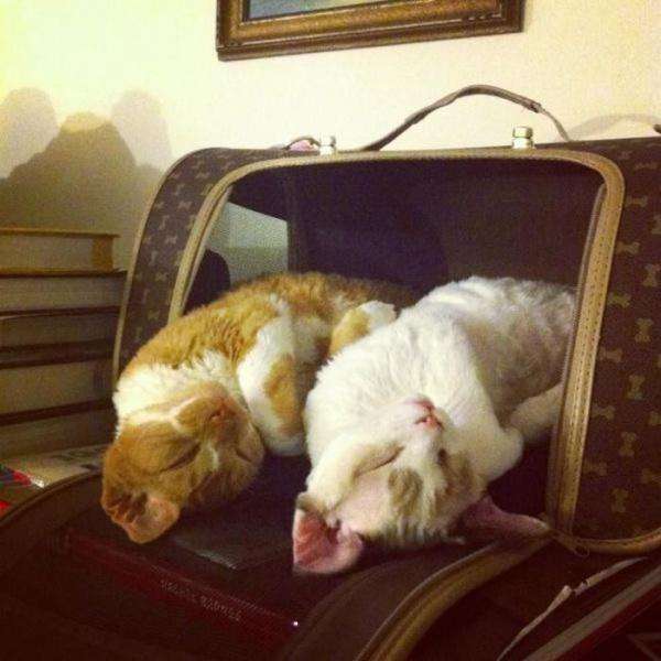 Забавные синхронные коты