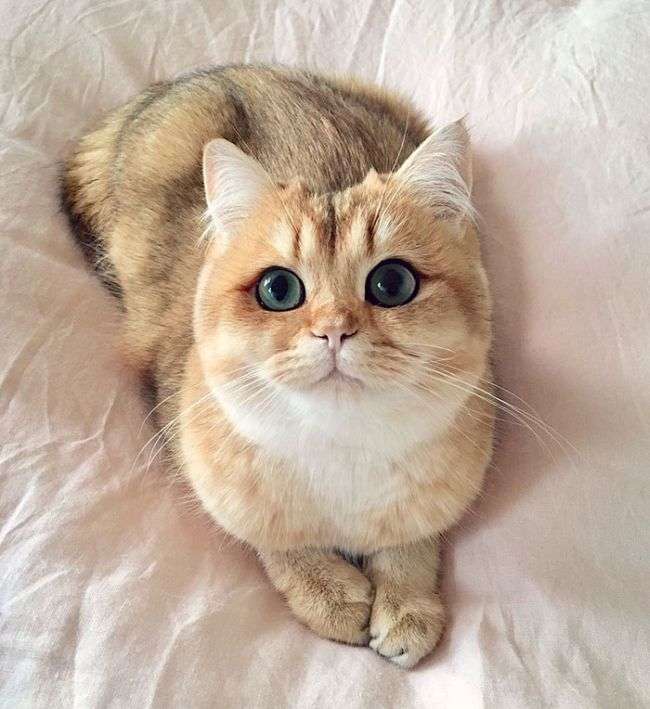 Cамые красивые кошки