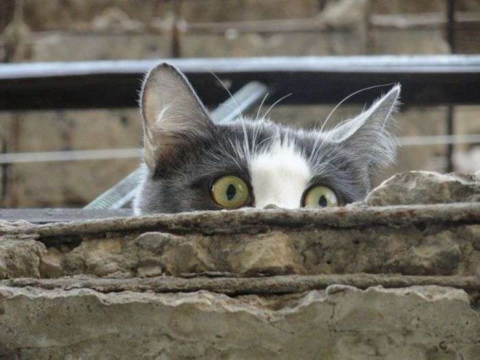 Любопытные котейки