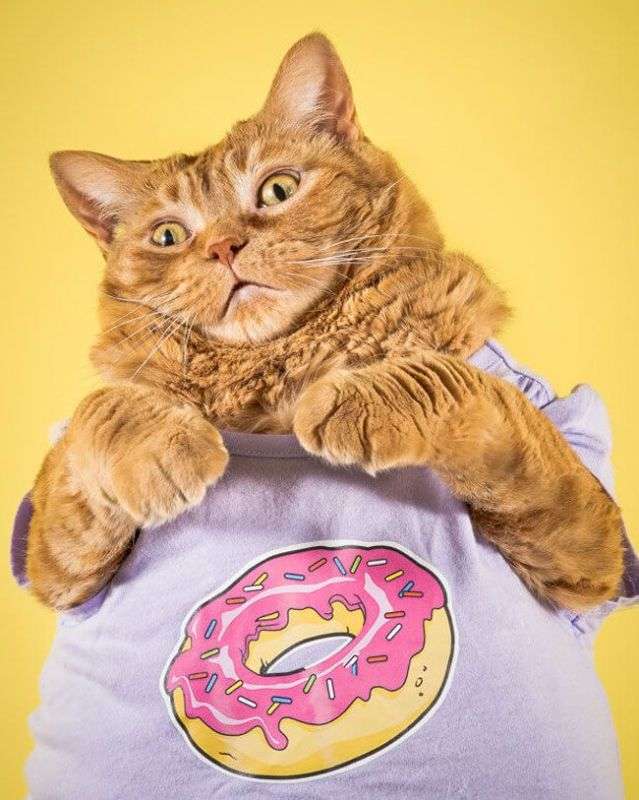 Забавные толстые котейки