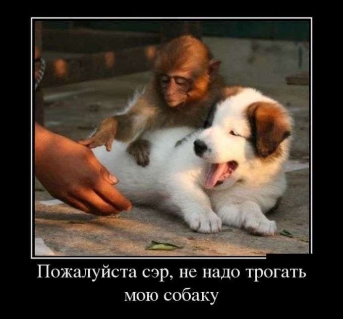 Демотиваторы