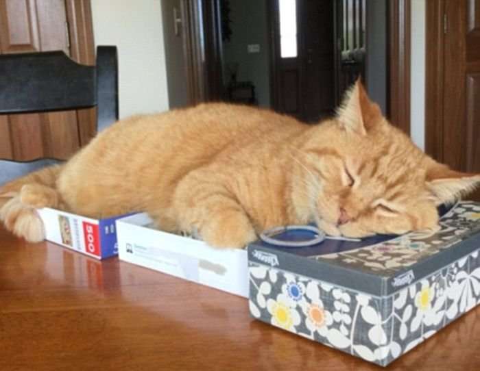 Кошки любят коробки