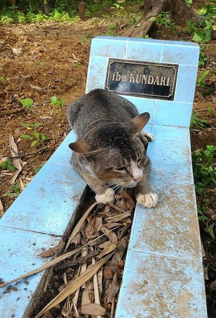 Преданный кот
