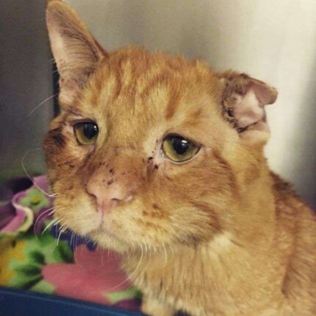 Спасение самого несчастного кота