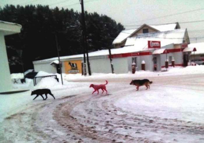 В Ижевске поймали розовую собаку