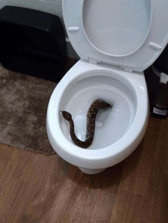 Змеиное логово в доме
