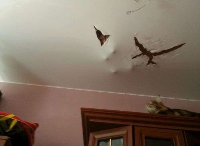 Сообразительные кошки